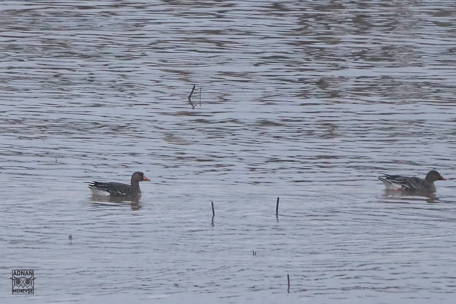 Lesser White-fronted Goose